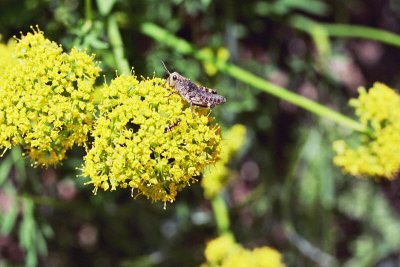 Brandegei's desert parsley, Lomatium brandegei