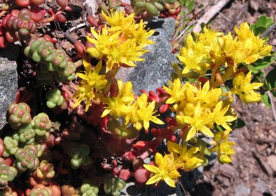 Spreading stonecrop, Sedum devergens