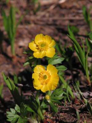 Subapline buttercup, Ranunculus eschscholtzii
