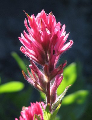 Magenta paintbrush, Castilleja parviflora oreopola