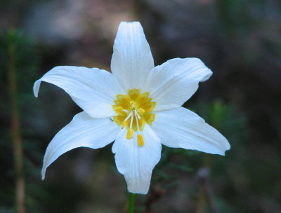 Avalanche lily, Erythronium montanum