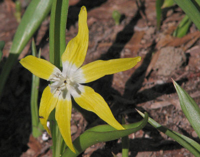 Glacier lily,  Erythronium grandiflorum