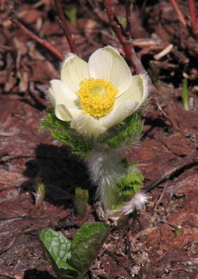 Mountain pasqueflower,  Anemone occidentalis