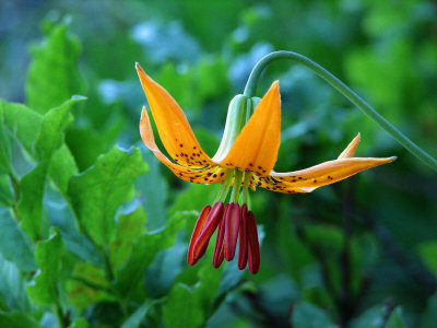 Tiger lily,  Lilium columbianum