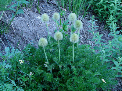 Mountain pasqueflower, Anemone occidentalis