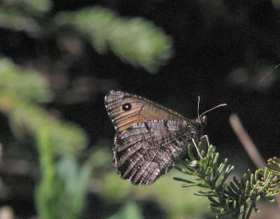 Great Arctic butterfly, Oeneis nevadensis