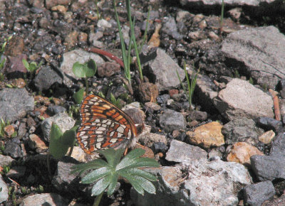 Ediths checkerspot, Euphydryas editha