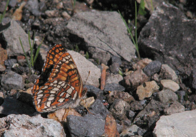 Edith's checkerspot, Euphydryas editha