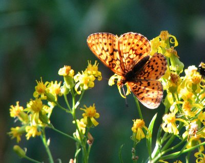 Fritillary butterfly