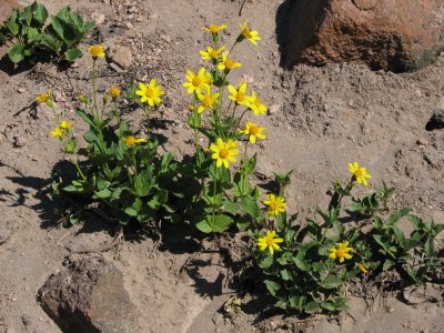 Heart-leaf arnica, Arnica coridfolia