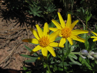 Arnica sp.