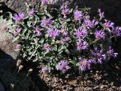 Coyote mint, Monardella odoratissima