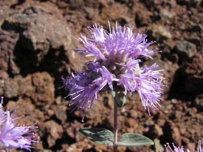 Coyote mint, Monardella odoratissima
