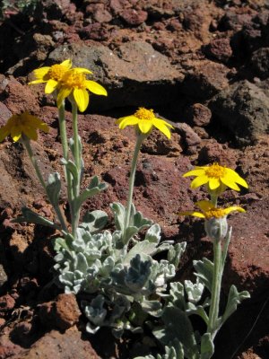 Oregon sunshine, Eriophyllum lanatum