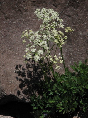 Grays lovage, Ligusticum grayi