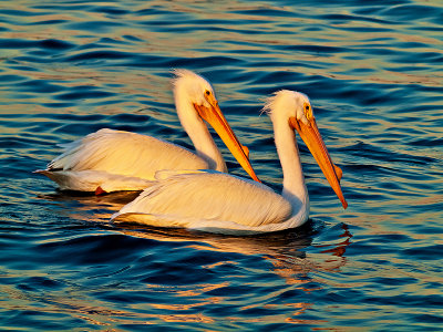 A pair of white pelicans bathed in the late afternoon sun.