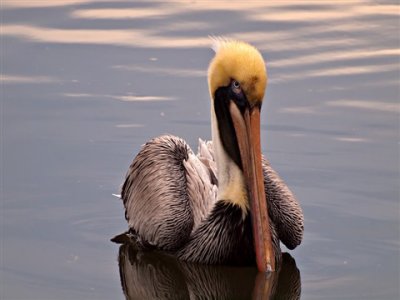 This pelican was shot in Florida in the early morning light.