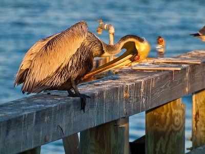 A grey pelican tends to business as the sun sets.