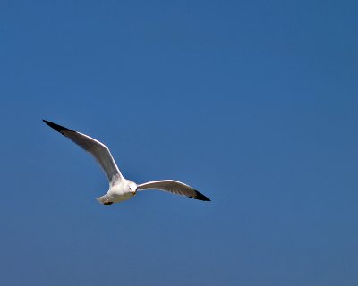 Gull Wings