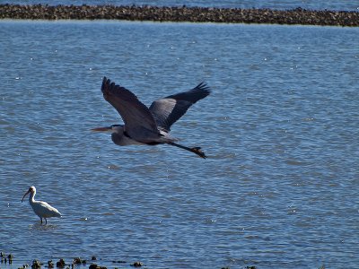 A great blue heron at the breeding grounds