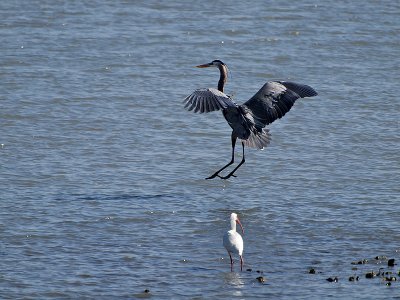 A great blue heron about to touch down