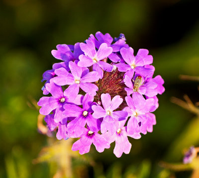 Purple flower with bug on board 