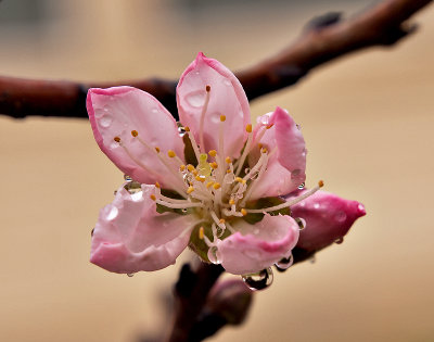 A peach blossom