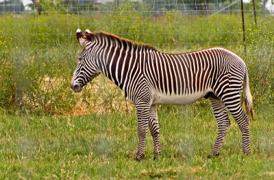 White stripes on a black animal or vice versa? 