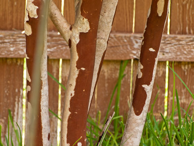 The bark of a crepe myrtle tree