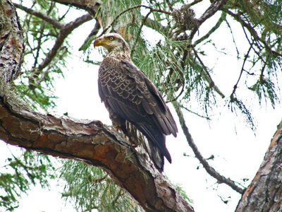 01/16/08 A young Bald Eagle-I think.
