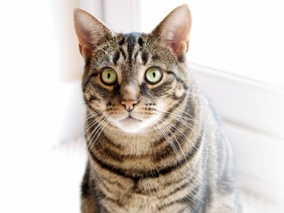 Purrfection