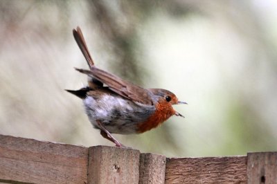 Angry Birds