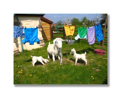 Loose Sheep