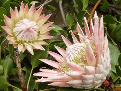 Protea cv Kurrajong Rose