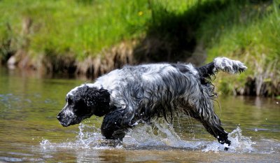 Crossing the Afon Llia