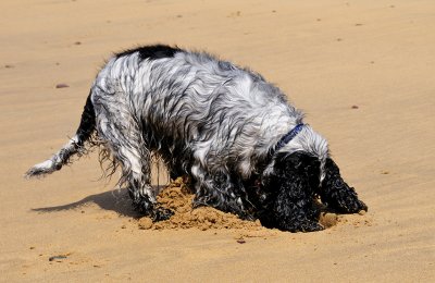 Digging up Freshwater West, Pembrokeshire