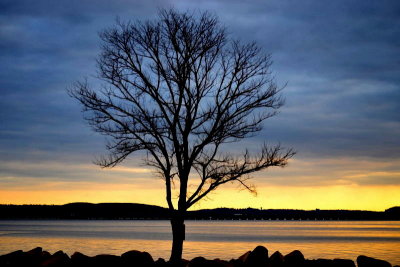 Nyack Tree