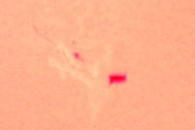 large sun spot in HA with a fly by