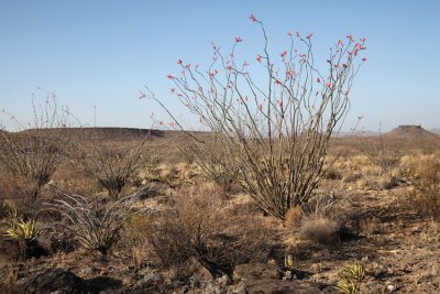 Chihuahuan desert vista
