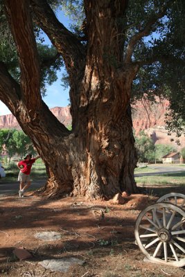 Big tree, Castle Valley