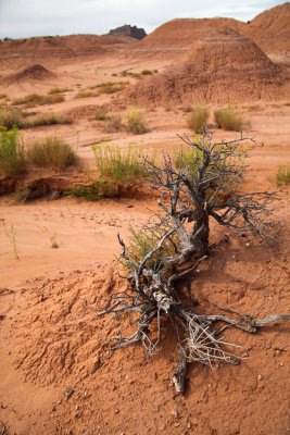 Tree and sand, Goblin Valley
