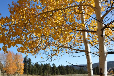 Aspens, Hwy. 64