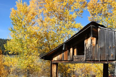 Fall colors and broken-down barn