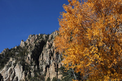 Palisades and cottonwoods
