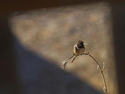A Hummingbird Interlude