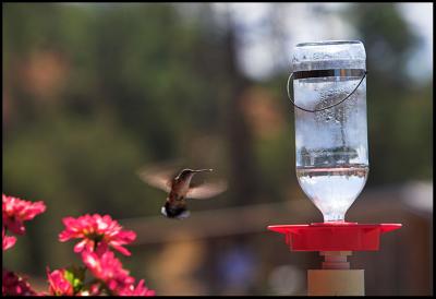 A Hummingbird Interlude