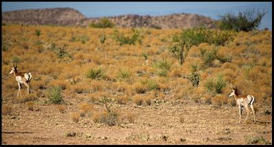 Antelope