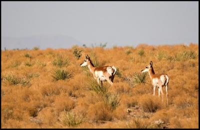 Antelope part deaux