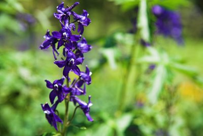 Larkspur up close