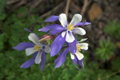 Columbine